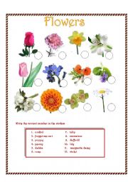 English Worksheet: Flowers