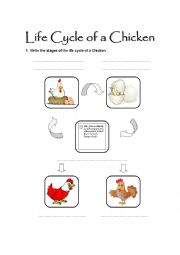 English Worksheet: Life Cycle of a Chicken