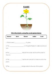 English Worksheet: Plants