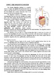 English Worksheet: Digestive system