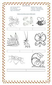 English Worksheet: Colours and Insects