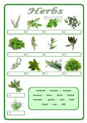 English Worksheet: Herbs
