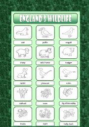 Englands Wildlife