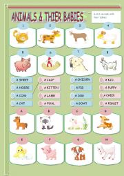 English Worksheet: Animals & their babies