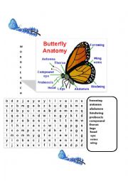 English Worksheet: butterfly