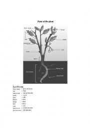 English Worksheet: plants