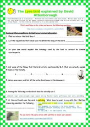 English Worksheet: The Lyre bird by David Attenborough (Video)