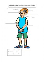 English Worksheet: Parts of the body