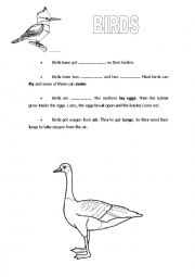 English Worksheet: BIRDS