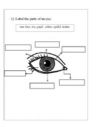 Parts of an eye