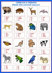 English Worksheet: ANIMALS INSECTS 