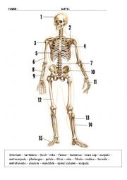 English Worksheet: The bones