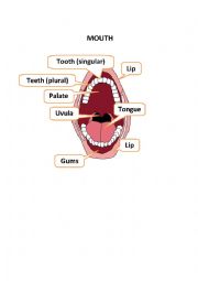 English Worksheet: MOUTH