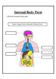 English Worksheet: Internal body parts