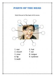 English Worksheet: Parts of the Head