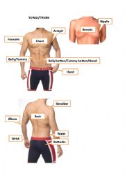 English Worksheet: Torso/Trunk