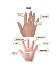 English Worksheet: Hand