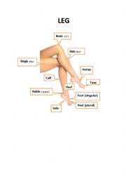 English Worksheet: LEG