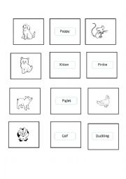 English Worksheet: Animals and babies