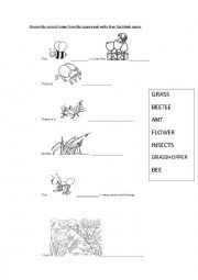 English Worksheet: Insects and nature