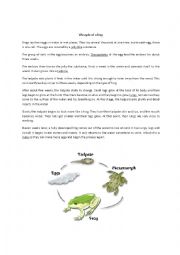 English Worksheet: life cycle of a frog