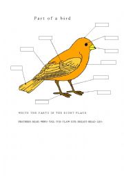 English Worksheet: parts of a bird