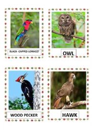 English Worksheet: BIRDS PART-5