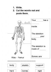 The skeleton