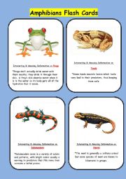 Amphibians Flash cards