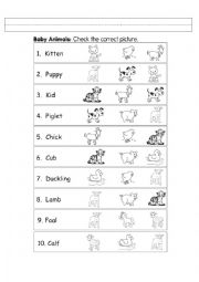 English Worksheet: Animals and Their Young