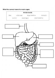 English Worksheet: Internal Organs