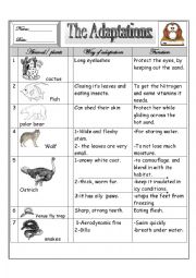 English Worksheet: some animals adaptations