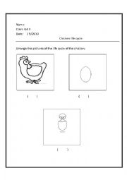 English Worksheet: chicken life cycle 