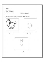 chicken life cycle 