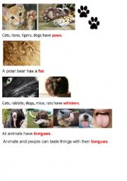 English Worksheet: Animal Body Parts (Part1)