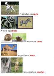 Animal Body Parts (Part3)