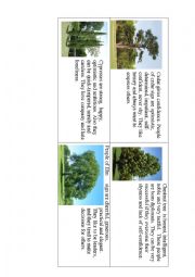 What kind of tree are you? Part 2 Chestnut Tree,Cedar,Cypress,Elm