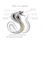 English Worksheet: parts of a reptile