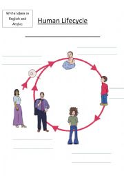 Human Life Cycle - Vocabulary Sheet