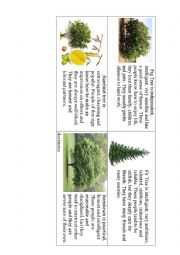 What kind of tree are you? Fig, Fir, Hazelnut, Hornbeam