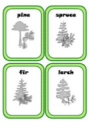 English Worksheet: Forest Plants Part 3(3)