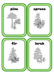 Forest Plants Part 3(3)