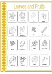 English Worksheet: Leaves and their Fruit