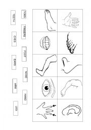 English Worksheet: Parts of the body