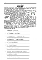 English Worksheet: The 5 senses
