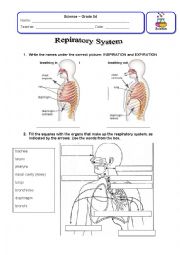 English Worksheet: Respiratory System Review