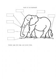 English Worksheet: parts of an elephant