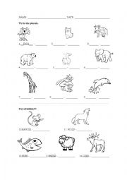 English Worksheet: animals plurals