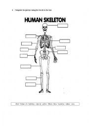 English Worksheet: HUMAN SKELETON