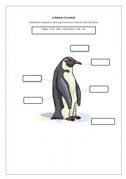 English Worksheet: Diagram of a penguin